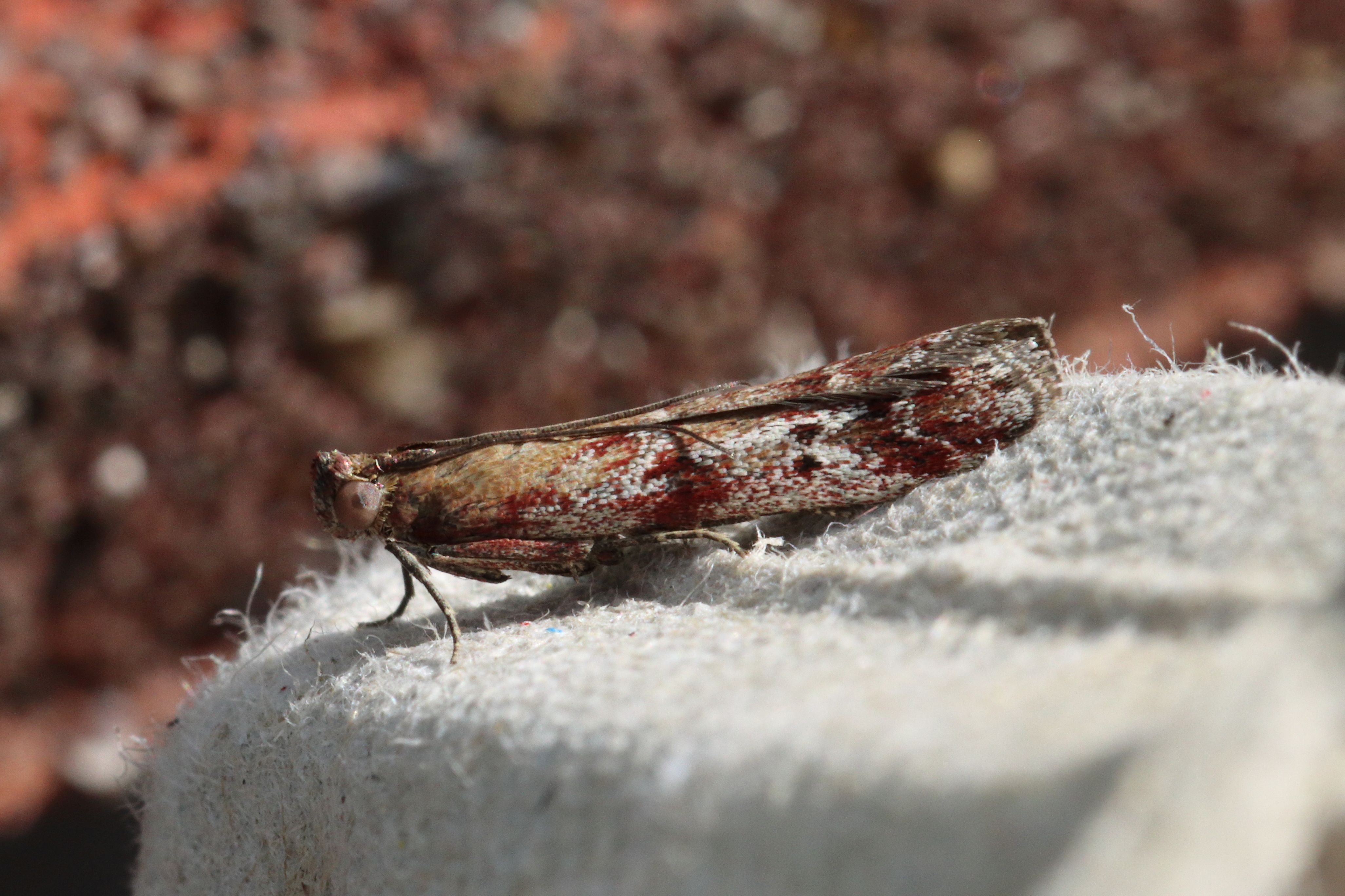 Photo of Brown Powdered Knot-horn (Delplanqueia inscriptella)